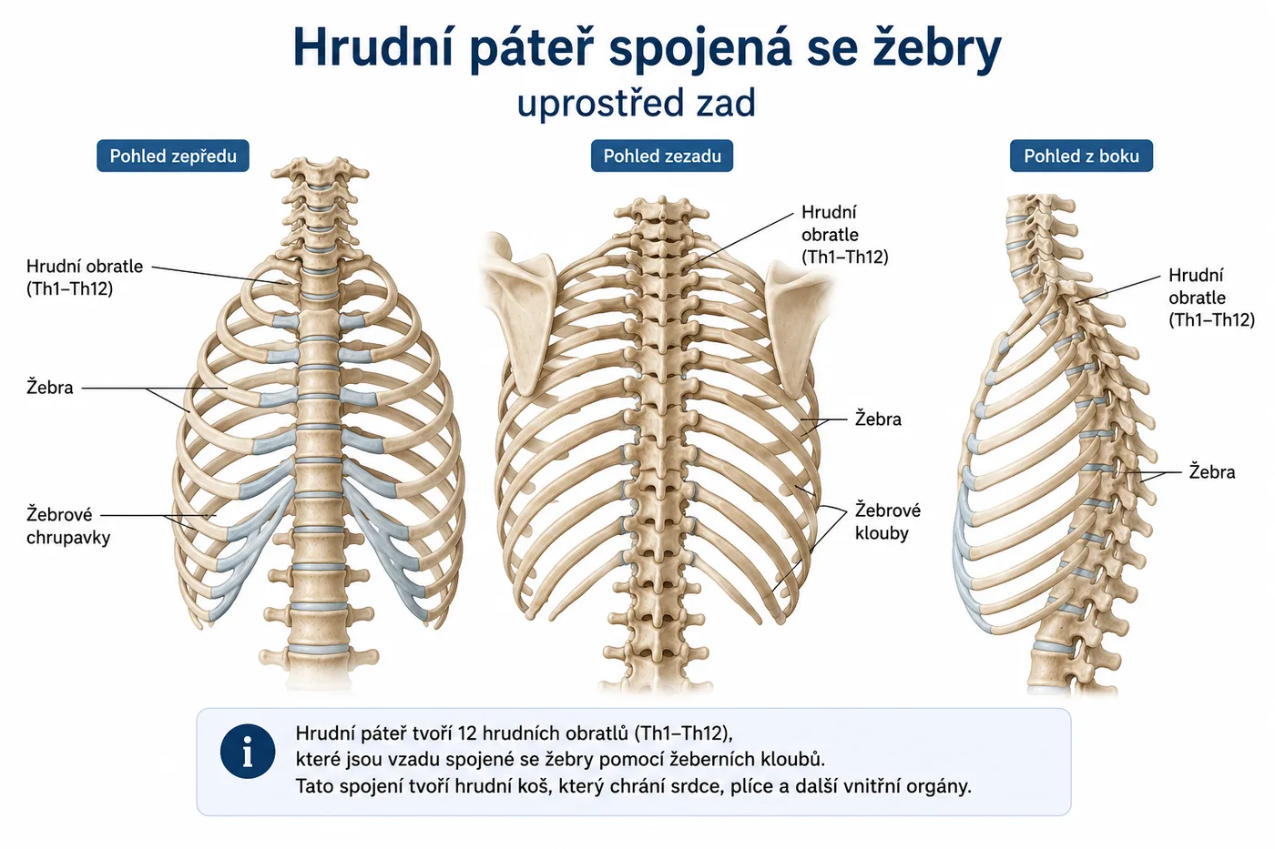 Hrudní páteř spojená se žebry uprostřed zad